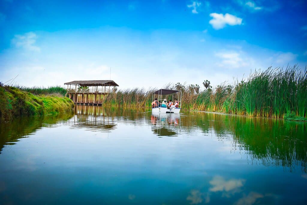 Paseo en catamarán insonoro y techado dentro de la laguna Génesis. En observación de aves residentes y migratorias 