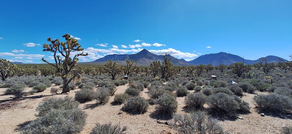 Joshua Tree Parkway Arizona