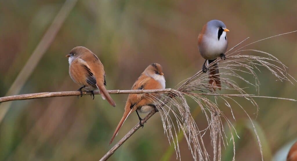 Bearded tits by Matt Walton. These small birds are specialists of reedbed habitat and can be seen all year at the reserve. Visiting on a cold, calm, bright morning in winter offers you the best chance of seeing them.
