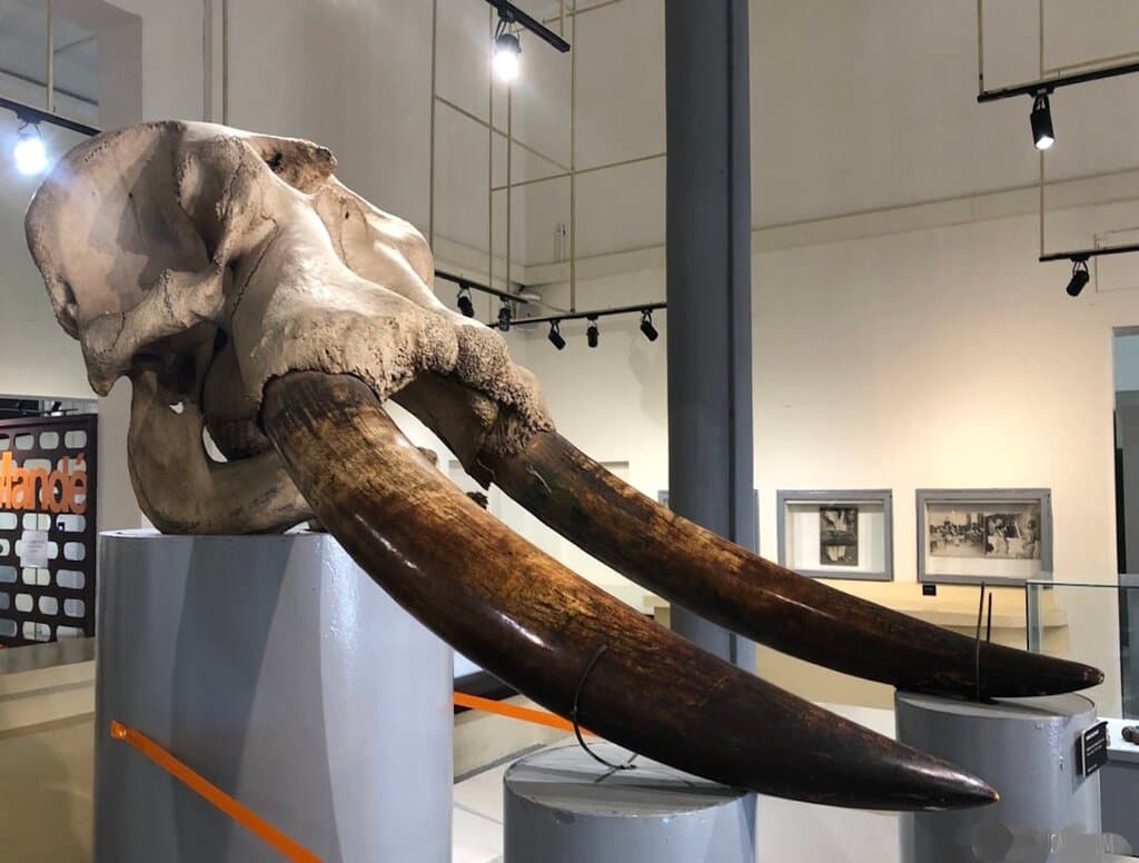 MUSEE DES CIVILISATIONS DEFENSES ELEPHANT SYMBOLE COTE IVOIRE