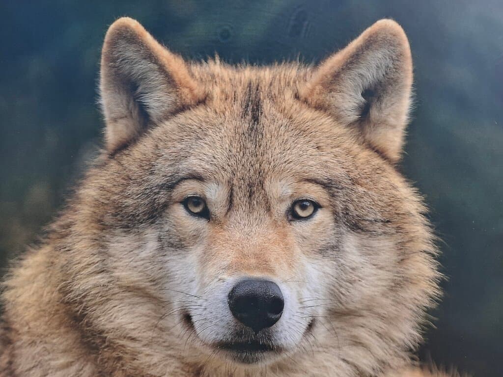 Wolfspark Werner Freund