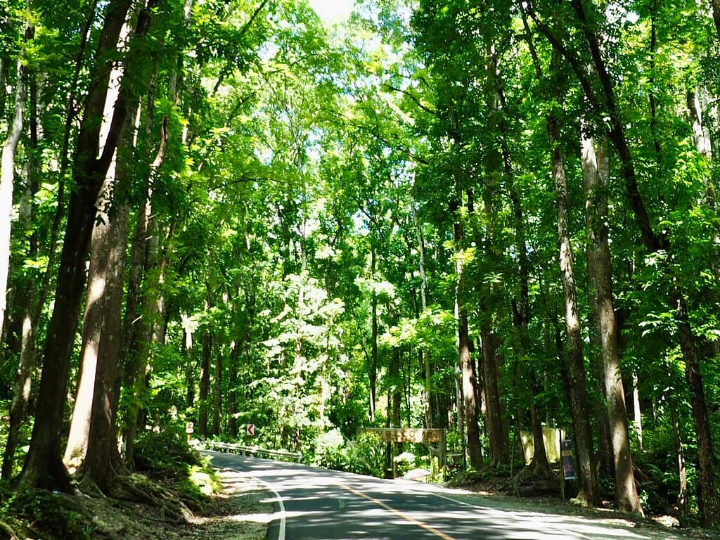 Bilar Man-made Forest Bohol Philippines