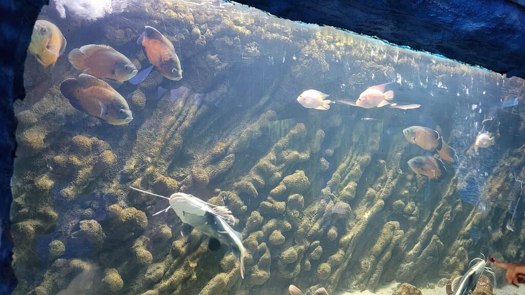 Chhatrapati Sambhaji Maharaj Garden