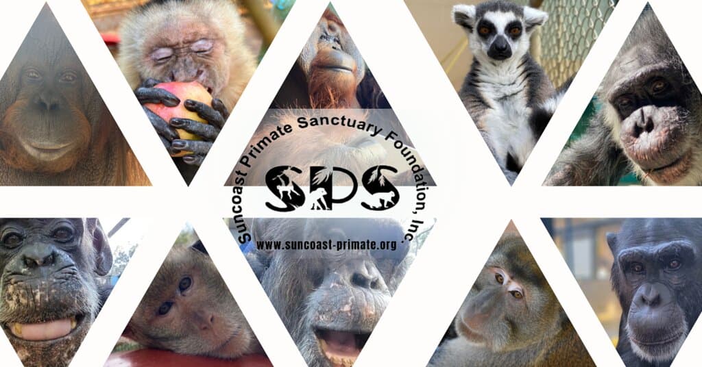 Animals living at the Suncoast Primate Sanctuary. 