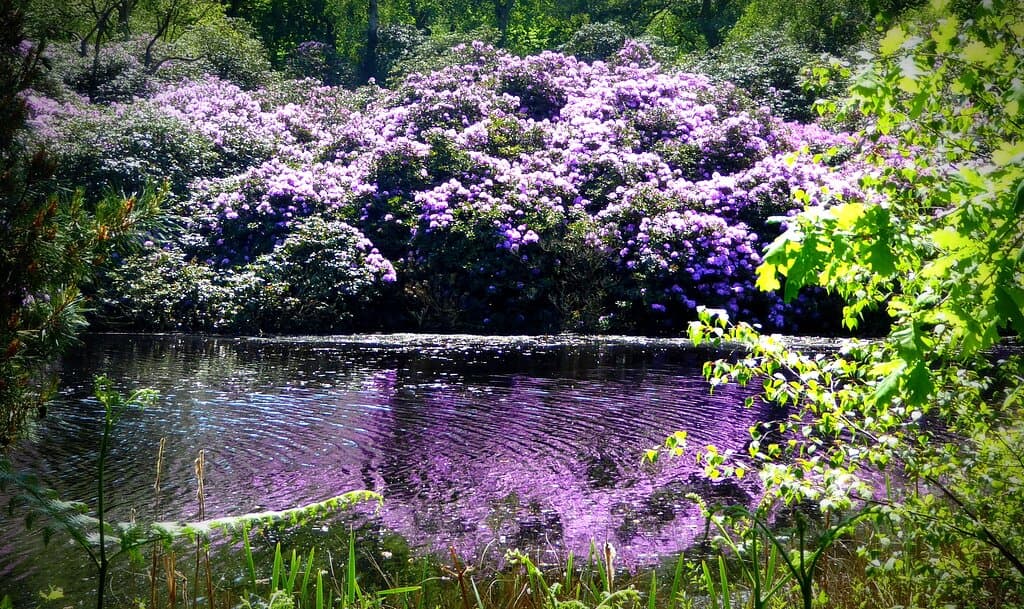 Rhododendron reflections.