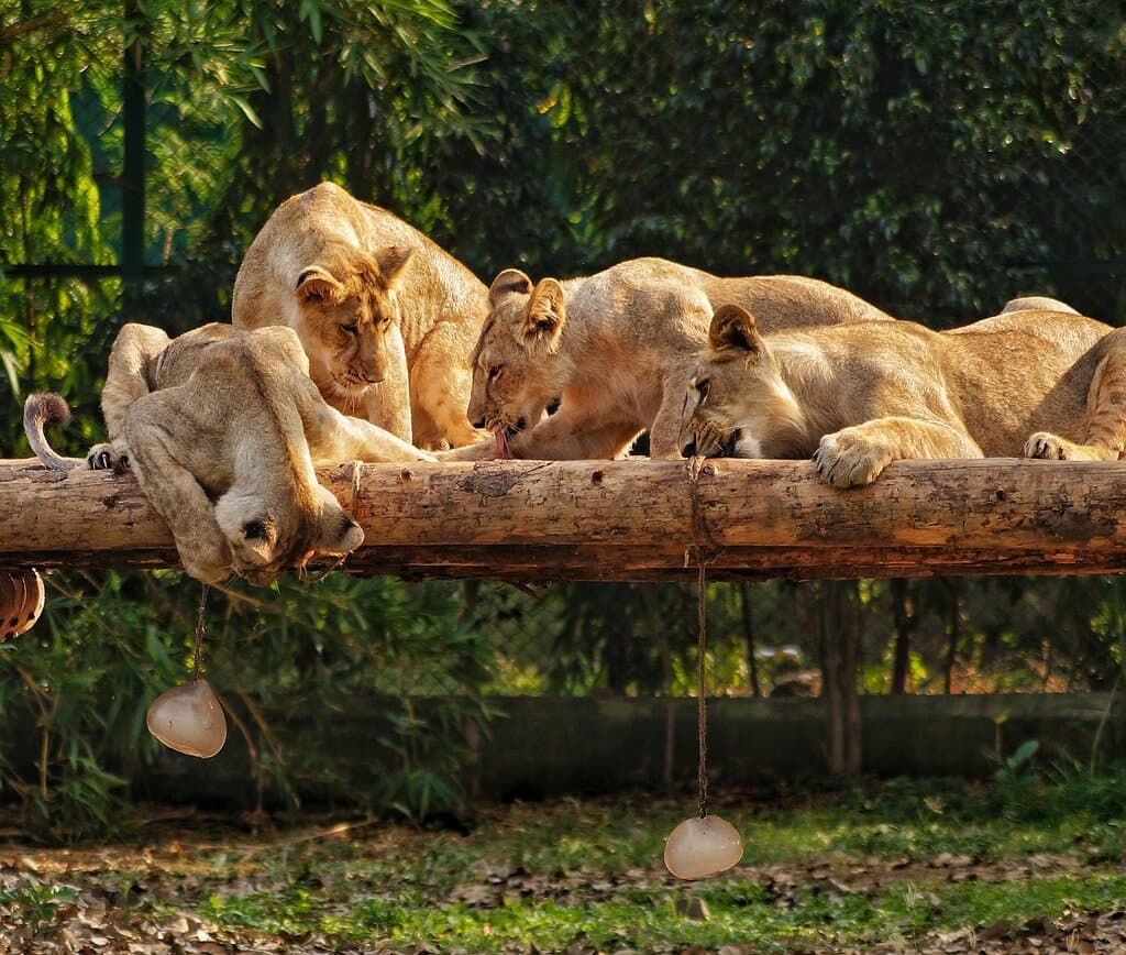 The Asiatic Lion symbolizes the rich biodiversity of India and serves as a flagship species. 