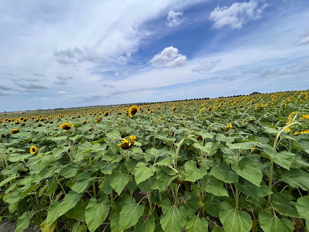Sunflowers