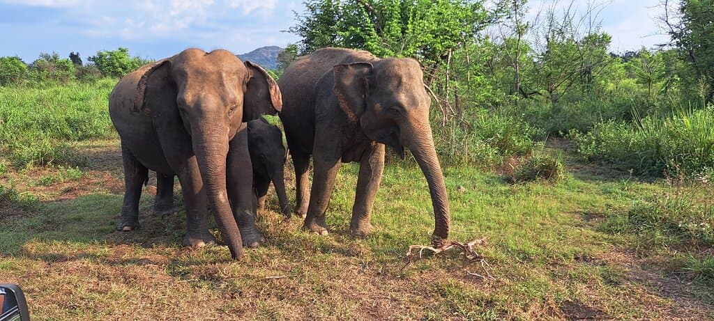 Super experience with full information about Asian elephant