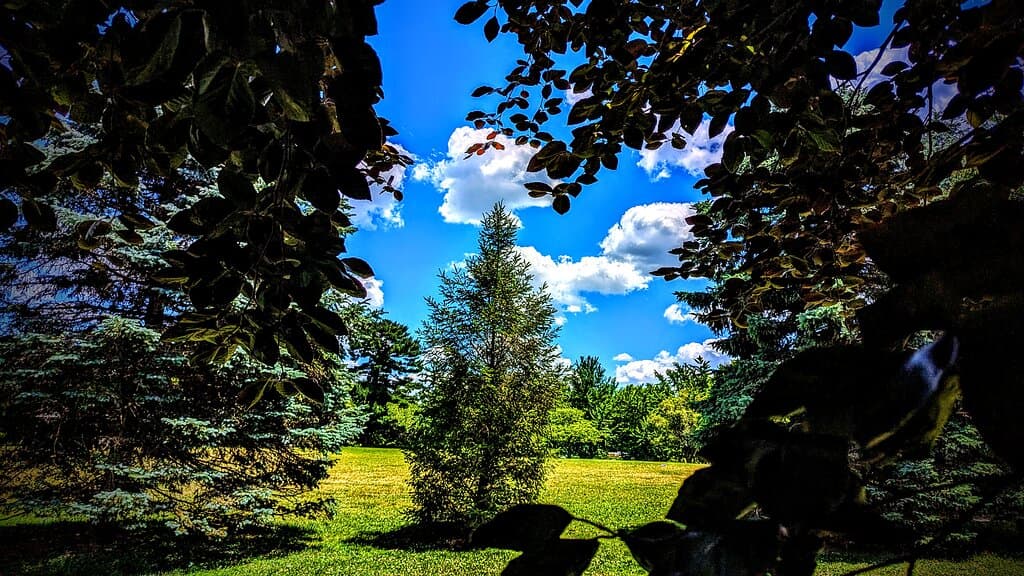 Rose tree county park 