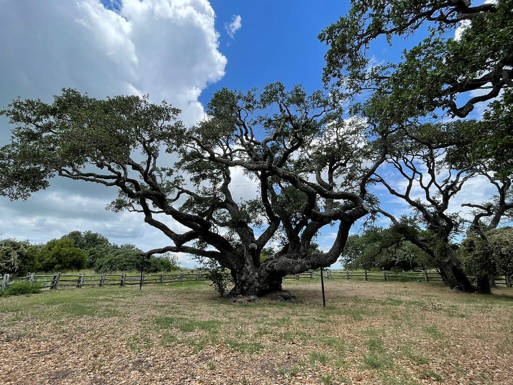 Tsitsikamma Big Tree