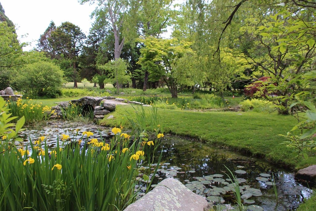 Water garden with bridge.