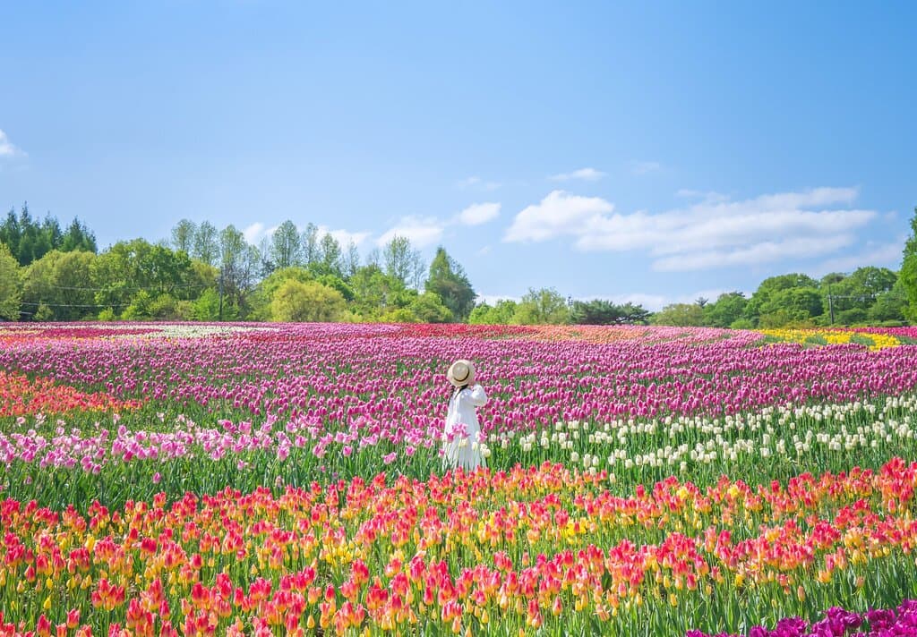 Sera Kogen Flower Farm