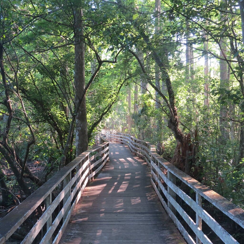 The boardwalk provides serene views in every season. Photo: Liz Hines