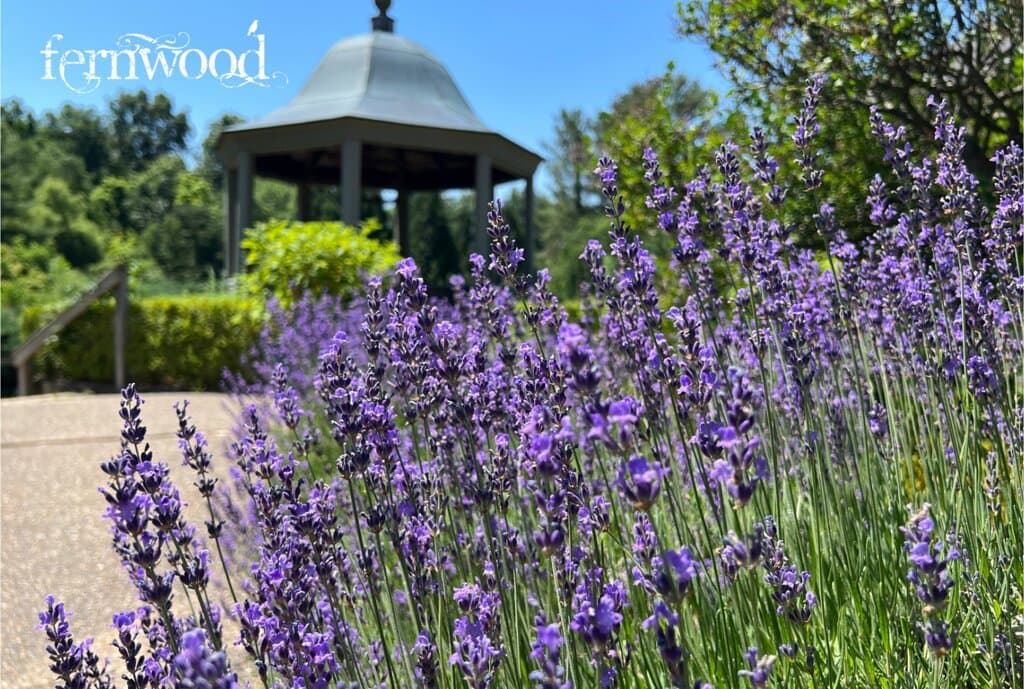 Lavender on Fernwood's Bauer Terrace.
