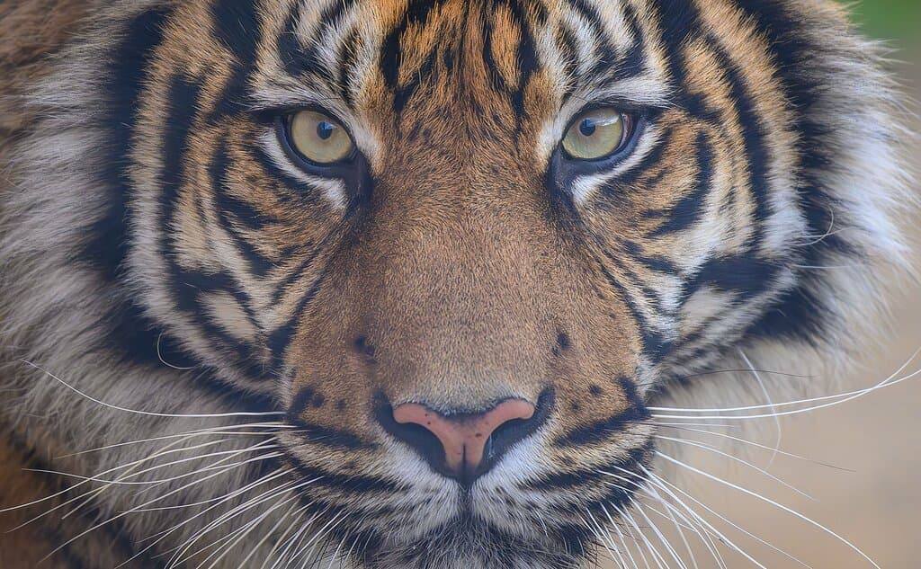 Zoo de La Boissière-du-Doré