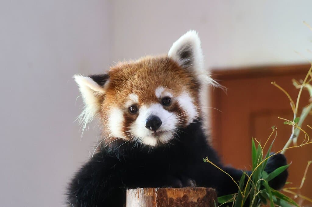 長野市茶臼山動物園：レッサーパンダ