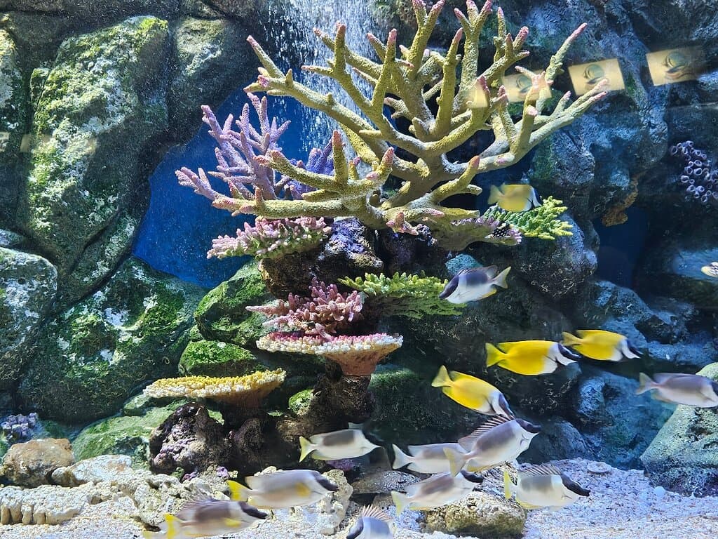 Аквариум в Районге.