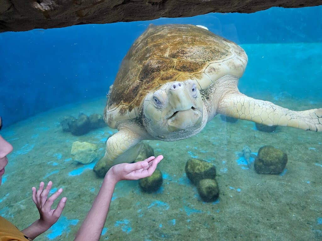 Projeto TAMAR Praia do Forte