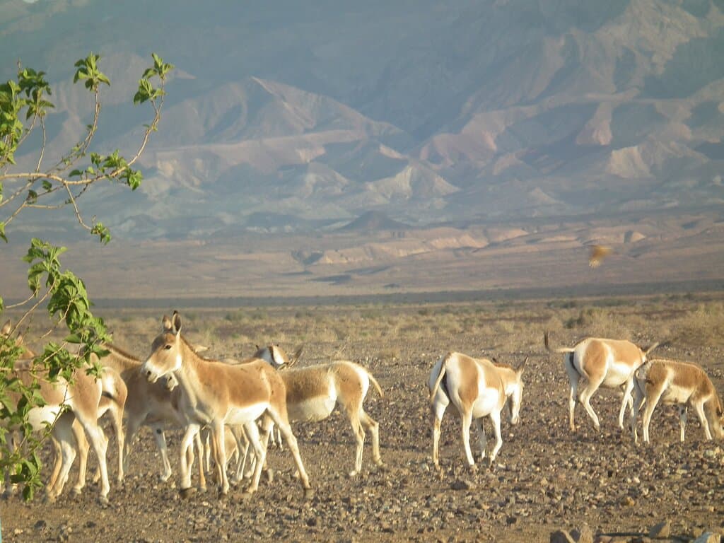 Kavir National Park is a protected ecological zone in northern Iran. It has an area of 4,000 square kilometers (1,500 mile²). The park is located 120 kilometers south of Tehran and 100 kilometers east of Qom, and it sits on the western end of the Dasht-e Kavir (Great Salt Desert). 