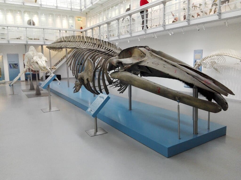 Zoological Museum Kiel