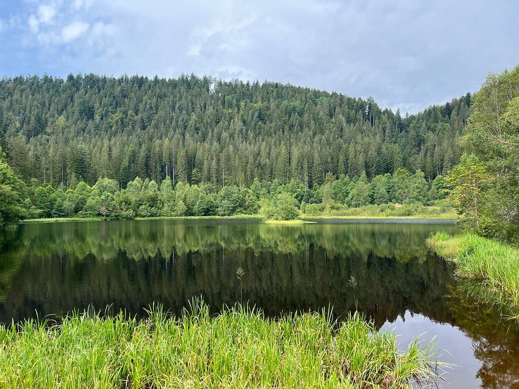 Black Forest National Park