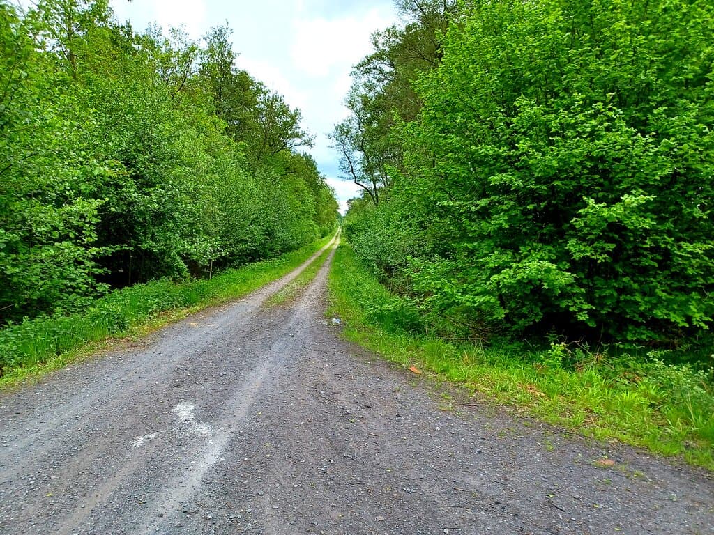 Trail in the Foret de Raismes