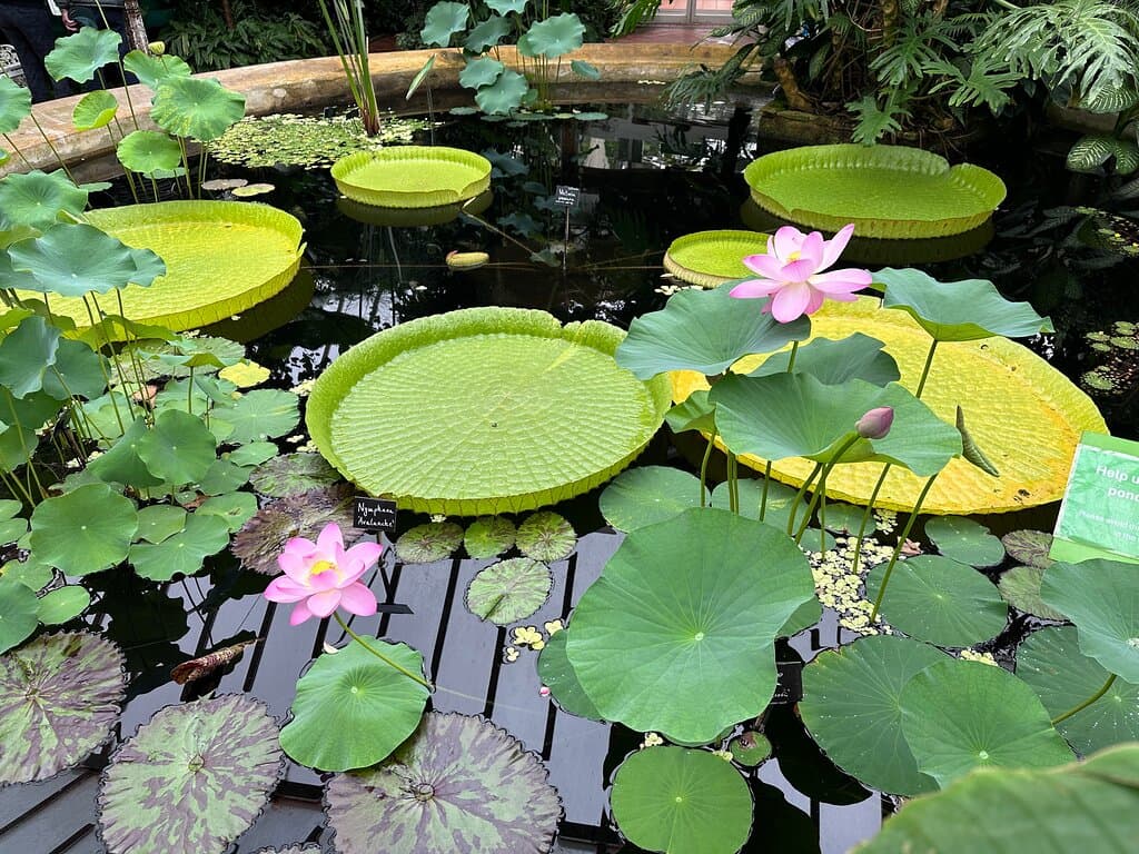 The historic Lily Pond growing the Victoria Cruziana Waterlily in the Victorian Tropical Glasshouse. 