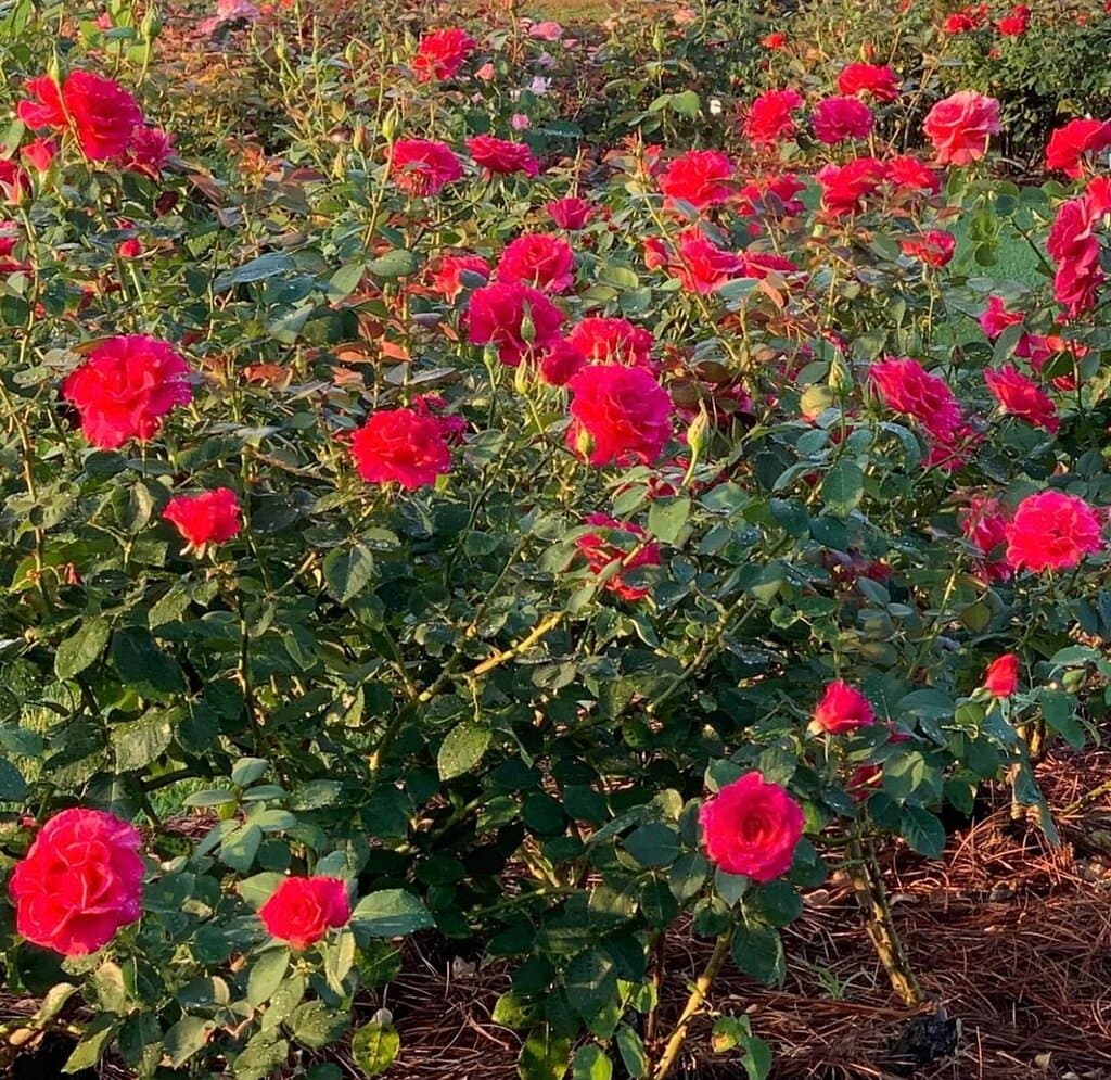 Fayetteville Rose Garden