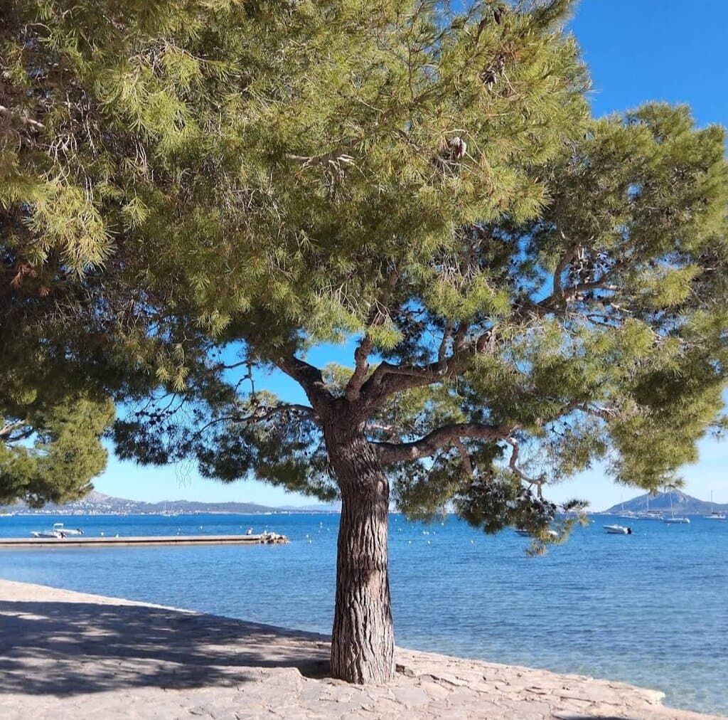 Albercutx Beach
