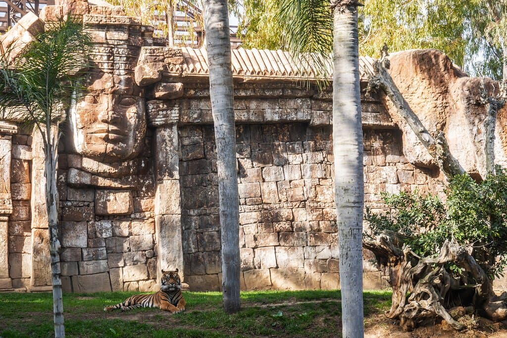 Tigres de Sumatra.