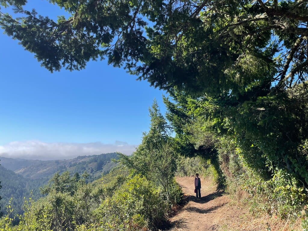 Purisima Creek Redwoods Preserve Half Moon Bay