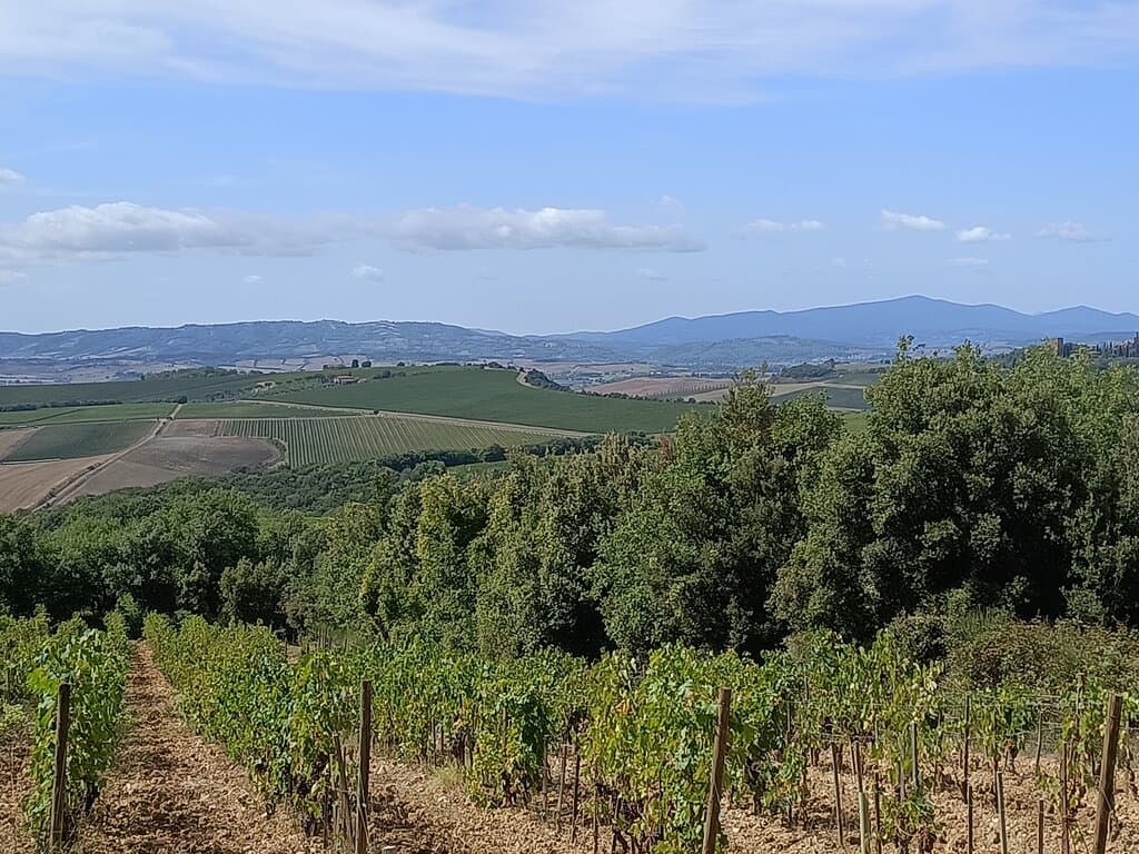 The ring trail, just out of Sant’Angelo, heads west, then into the Ombrone Valley, through beautiful vineyards.