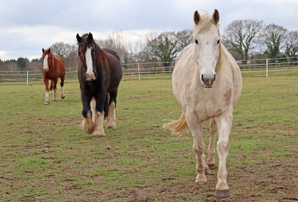 Adoption Star Fox (middle) and his two friends Bungle and Maddie.
