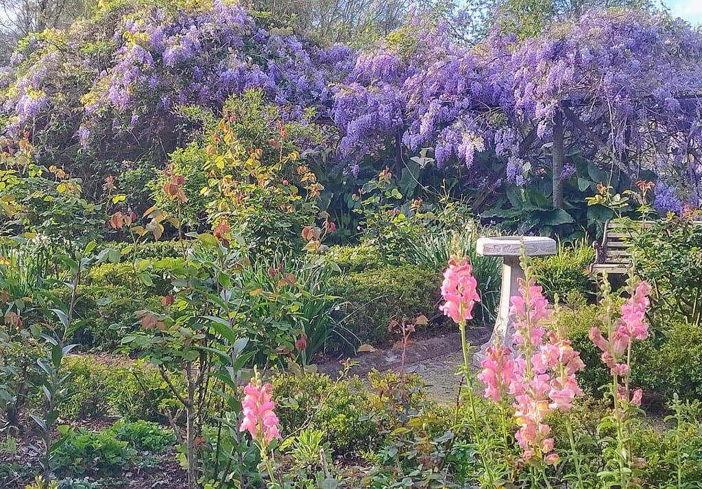 Rose garden in September