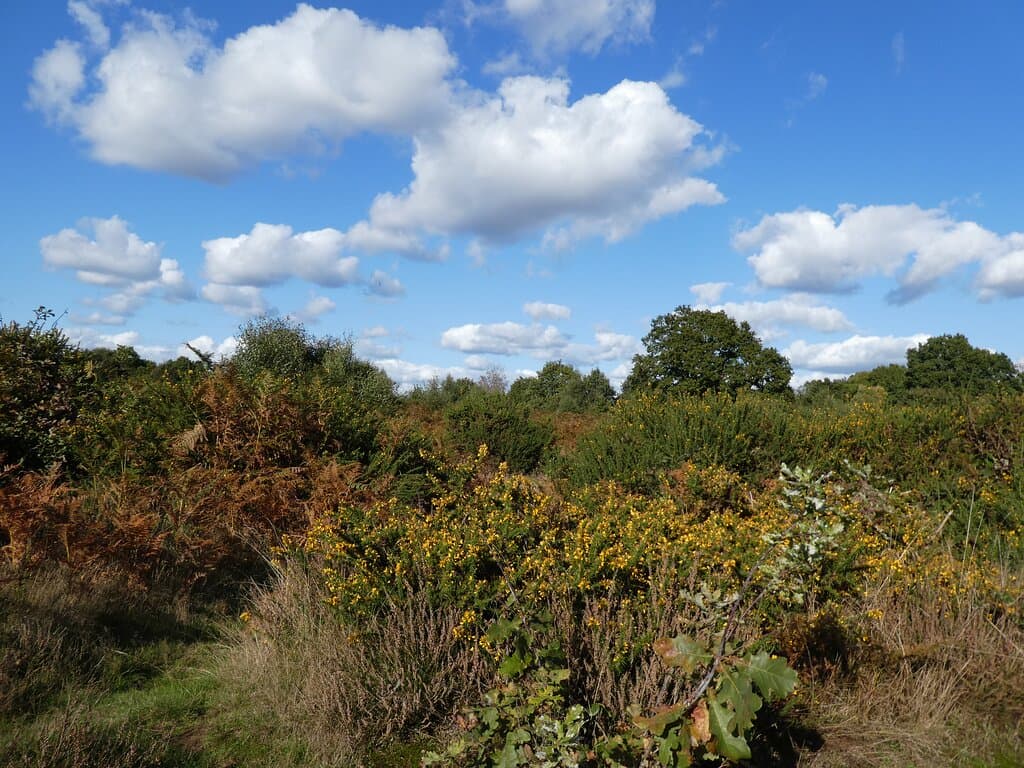 Hartlebury Common