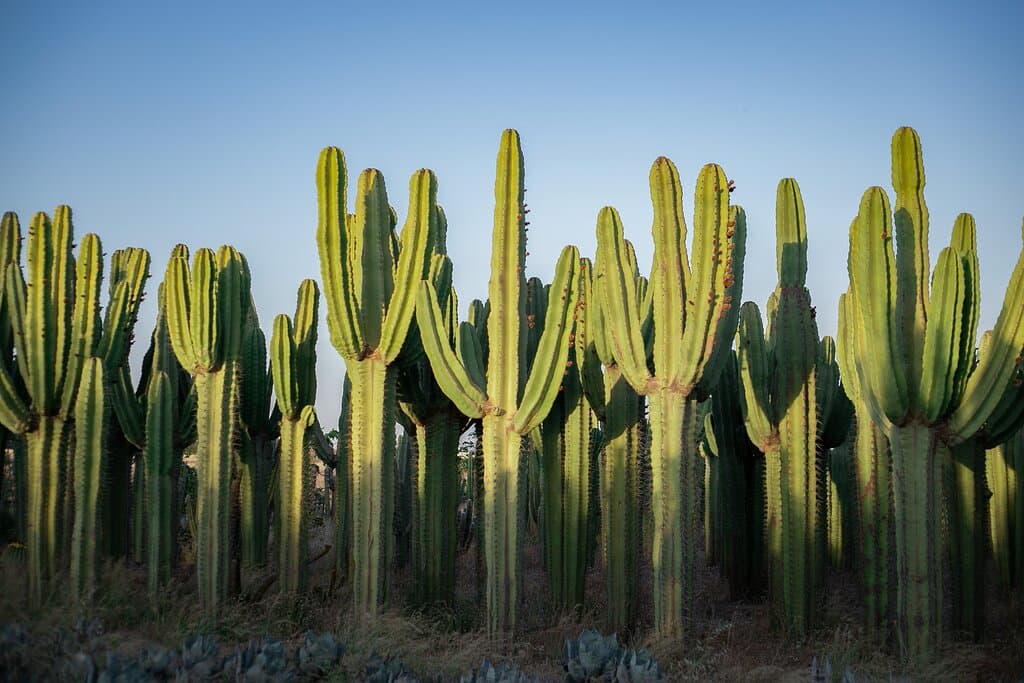 Endroit insolite avec des milliers de cactus ! Parfait pour une photo dans la forêt de cactus 
