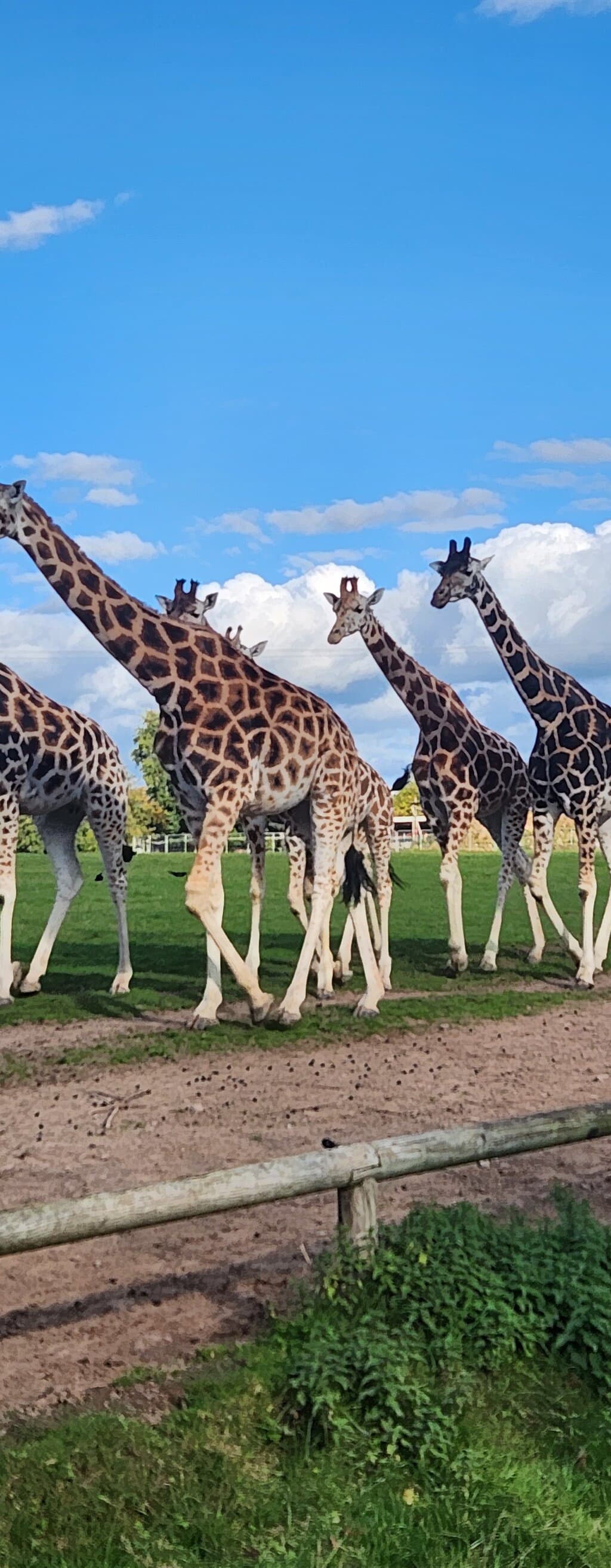 Fota Wildlife Park