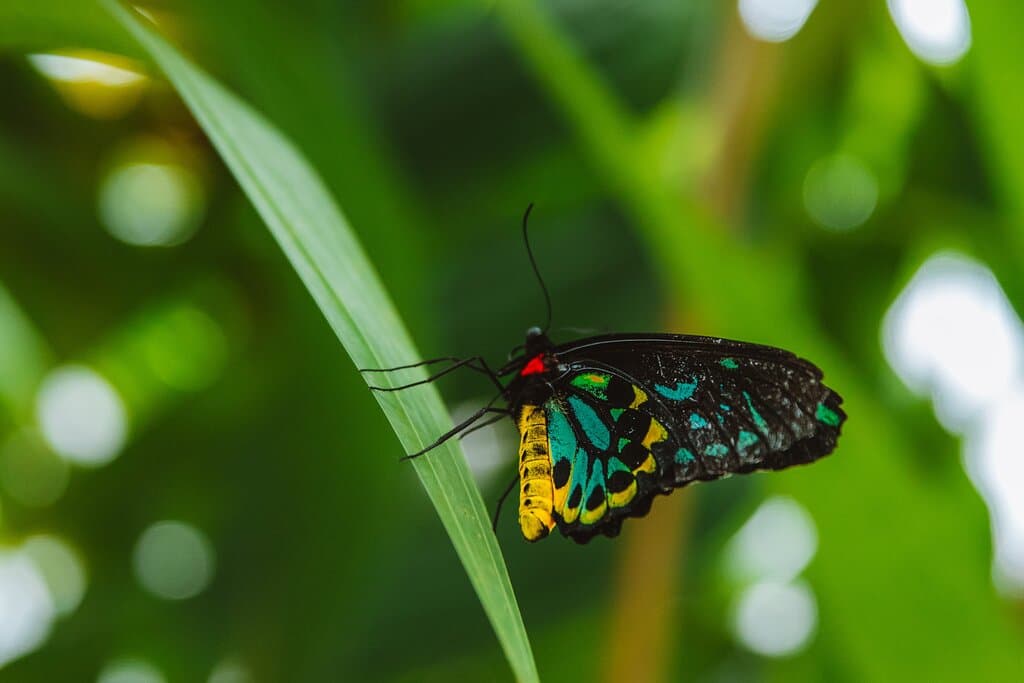 Cairns Birdwing Butterfly