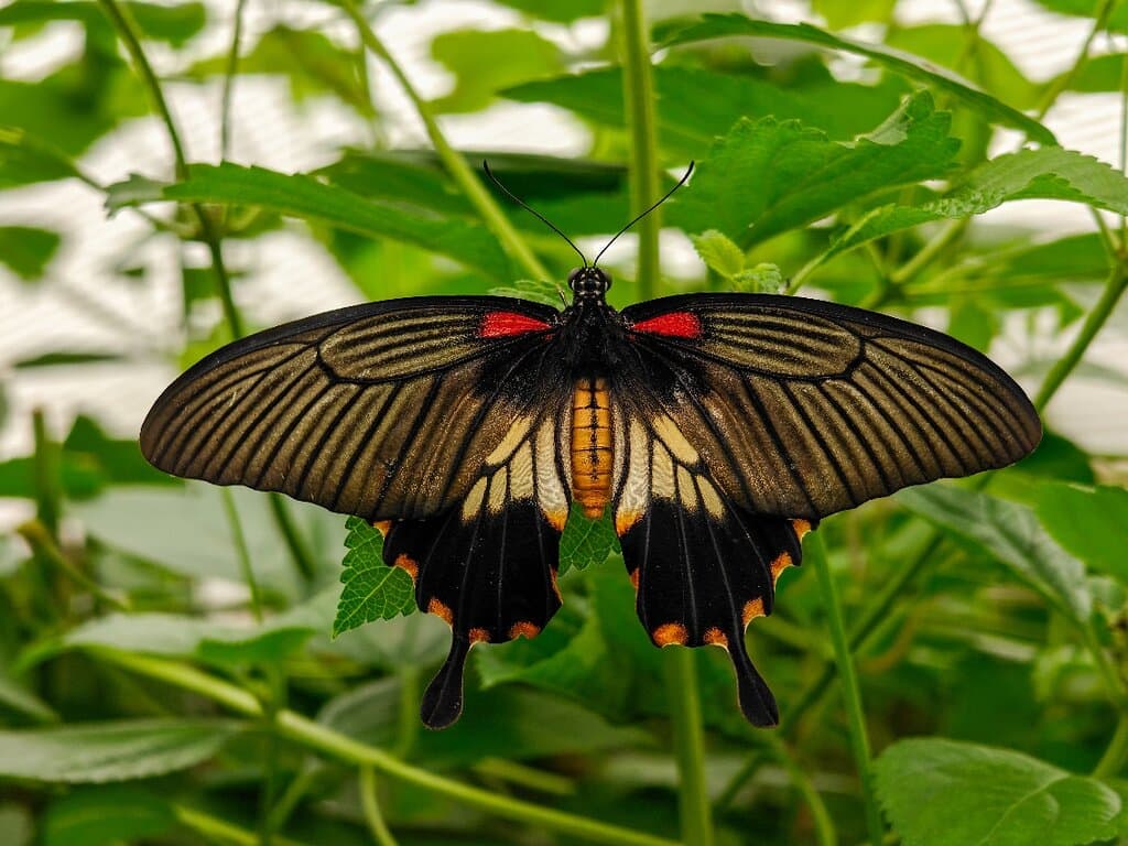 Studley Grange Butterfly World