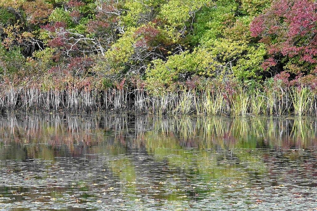 View and Reflection