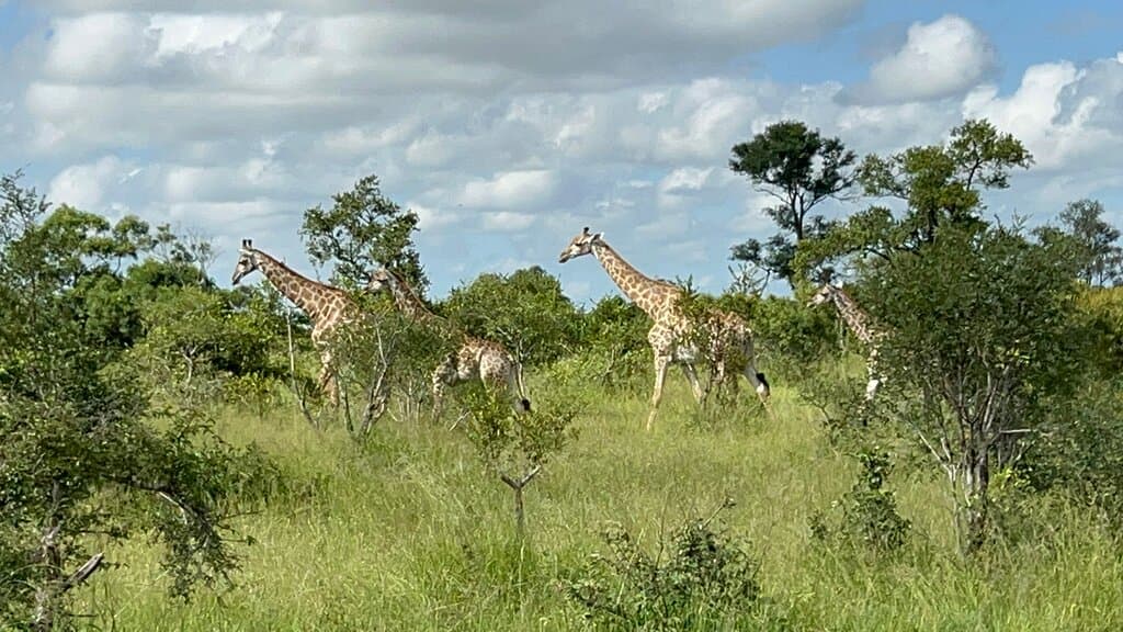 Manyeleti Game Reserve