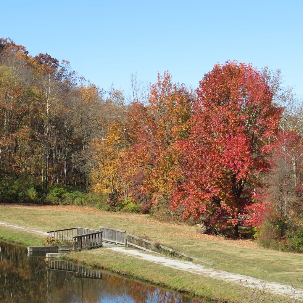 Fall Colors