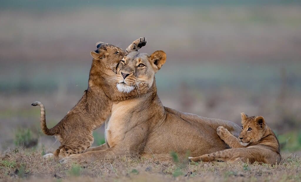 Busanga Lioness and cubs, Kafue National Park