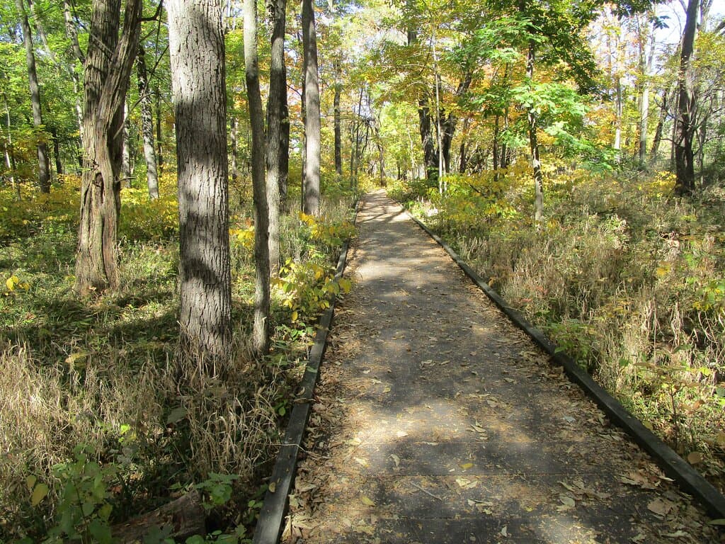 The Trail Through Busey Woods
