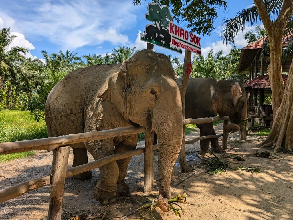 Khao Sok Elephant Sanctuary Thailand