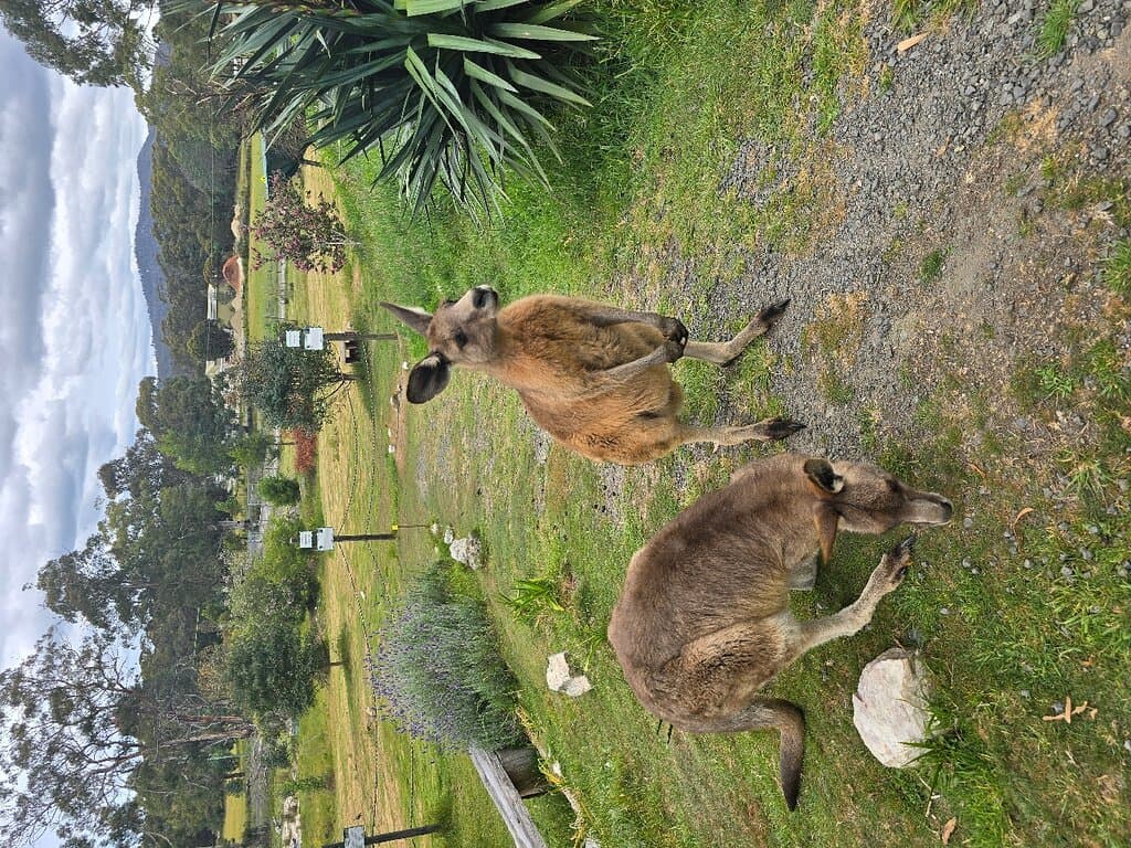 Serpentarium Wildlife Park Tasmania