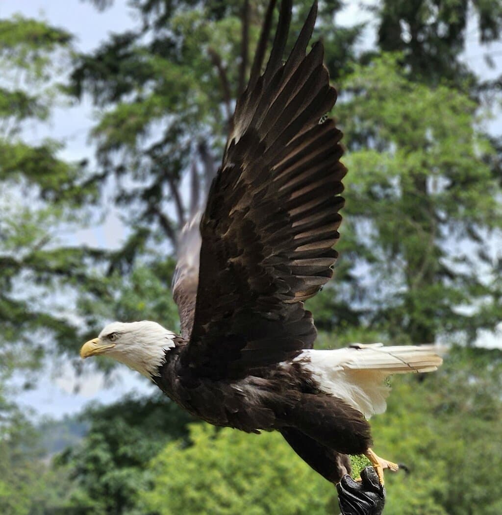 Eagle: strength