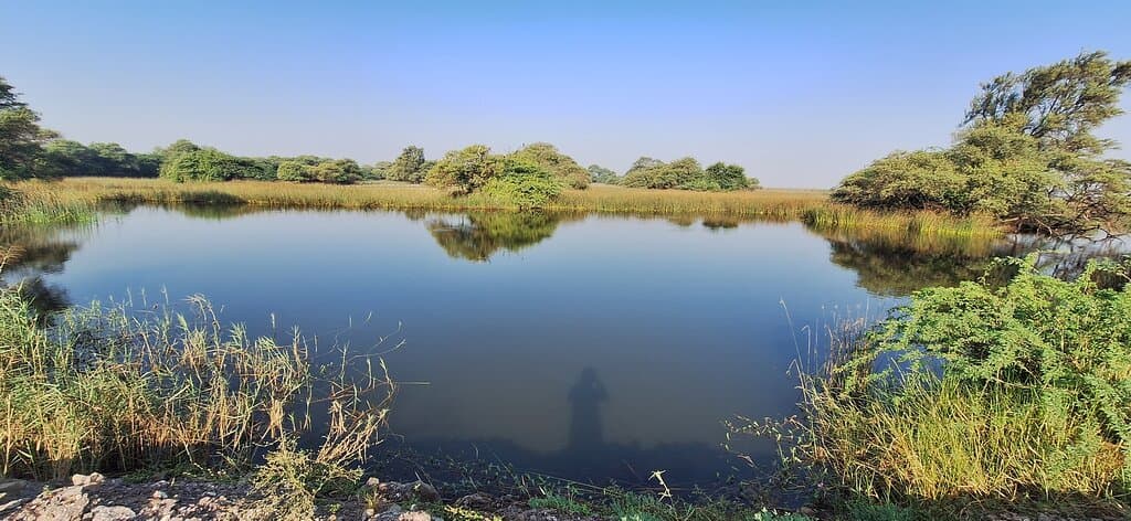 Khijadiya Bird Sanctuary Jamnagar Gujarat
