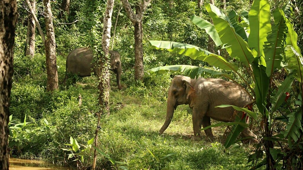 Hidden Forest Elephant Reserve in Chalong, South Phuket. A peaceful haven for elephants and a tranquil tour for guests. Unwind with us in our peaceful forest sanctuary and experience what it is like to see elephants how the should be.