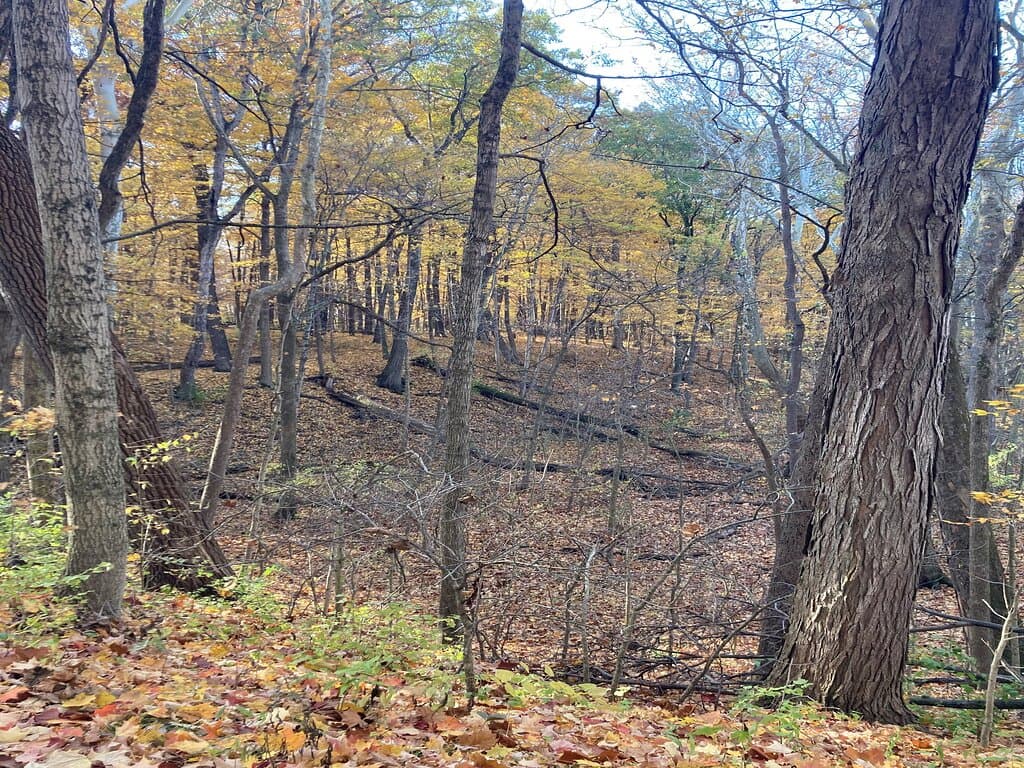 On this beautiful fall day, leaves were gently falling as we took this trail adjacent to a ravine.